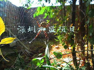 深圳加盟项目