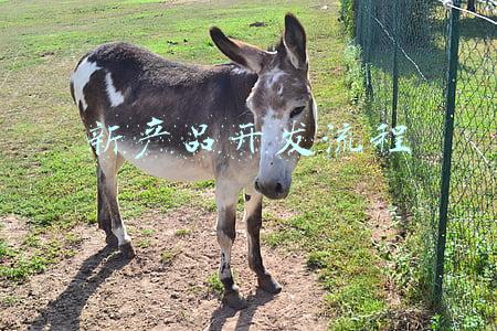 新产品开发流程