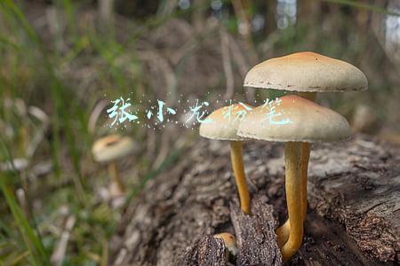 张小龙粉笔申论(听了不少机构的课，申论一直提不上去，哪位老师的申论讲得好？)