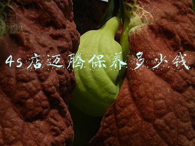 迈腾车保养一次大概多少钱 迈腾做一次保养多少钱