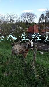 崔万志人生经历简介