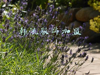 韩流服饰加盟