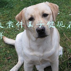 郭爽和王子健都是死刑吗(以身谋职被骗色，一念复仇双命丧黄泉)