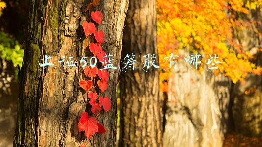上证50蓝筹龙头股有哪些(最新！A股价值成长二线蓝筹40强汇总，值得长期收藏)