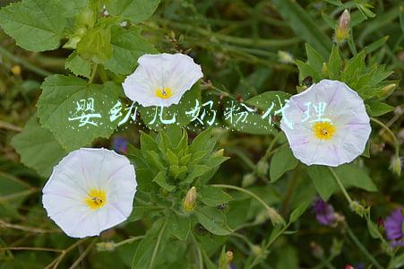婴幼儿奶粉代理