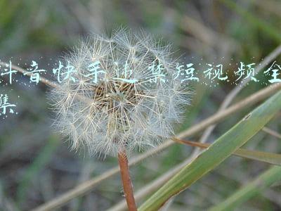 抖音快手违禁短视频全集