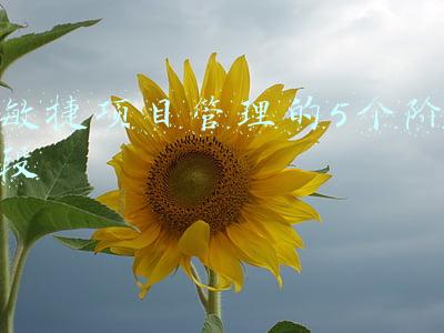 敏捷项目管理(一文掌握敏捷项目管理精华)