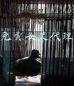 免费女装代理哪家好(女装饰品童装童鞋批发一手货源号一件代发免费代理)