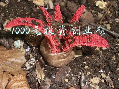 一千元创业项目(1000元就能拥有自己的办公室？)