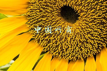 中国网上银行登录官网(中国银行、中国农业银行发布重要公告)