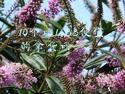 10个比1688便宜的拿货网2020(分享六个比1688还便宜的进货渠道)