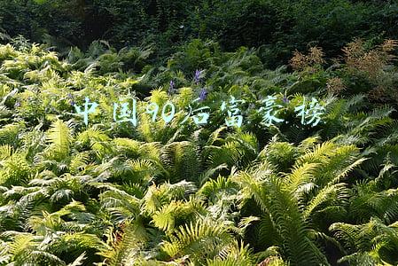 中国90后富豪榜2019排行榜(什么情况？中国“最神秘女富豪”刚被立案调查，其90后儿子也遭“监视居住”)