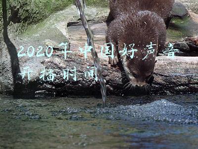 2020年中国好声音完整版在线观看(珍妮·杰克逊纪录片：布兰妮之后，下一个应该得到道歉的天后)