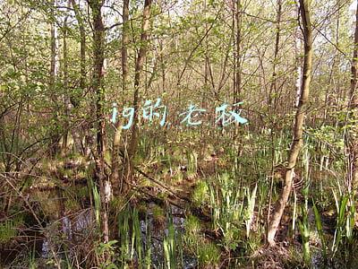 ig的老板还是王思聪(英雄联盟：王思聪花七年创造了IG帝国，你和他差的只是钱吗？)