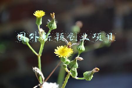 国外新颖创业项目