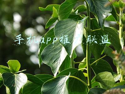 广告联盟app推广(如何通过百度广告联盟月赚5000+)