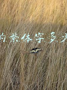 店字的繁体字-店字的繁体字怎么写