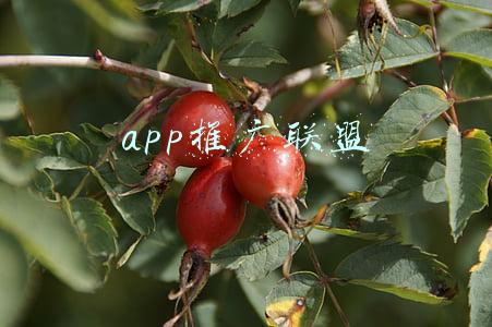 app推广联盟有哪些(宝宝巴士IPO，互联网媒体赚钱能力直追茅台？)