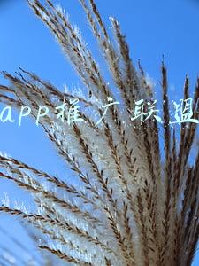 app推广联盟