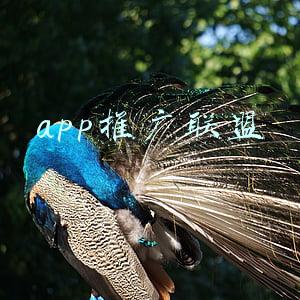 app推广联盟