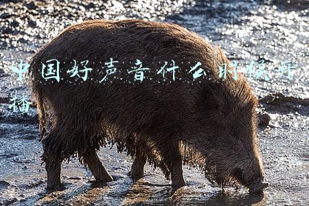 中国好声音什么时候开播