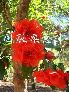 中国股票总市值
