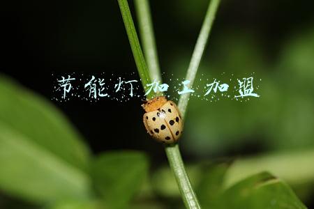 节能灯加工加盟可靠吗(私人影院自建和加盟之区别)