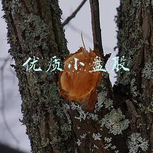 优质小盘股股票名单2021(板块轮转起来了 这些小盘股可能会在2021年大放异彩)