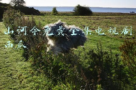 山河令免费全集电视剧西瓜影音(《山河令》番外10：周大圣人与温大善人，乃良配也)