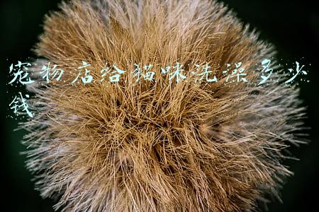 宠物店猫猫剪指甲洗澡多少钱_宠物店给猫咪洗澡多少钱一次会剪指甲吗