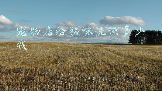 在宠物店给猫洗澡多少钱一次-宠物店给猫咪洗澡多少钱一次北京