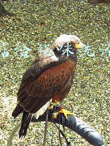 给宠物猫洗澡大概多少钱(宠物猫洗澡一般多少钱)