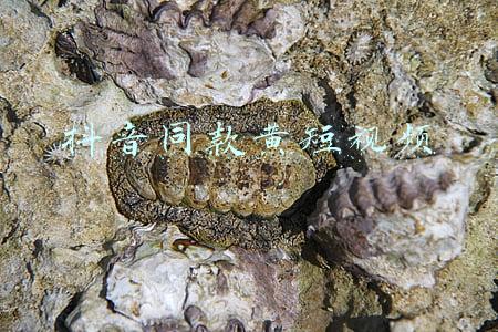 抖音同款黄短视频app下载(深圳警方成功捣毁“成人版抖音”)