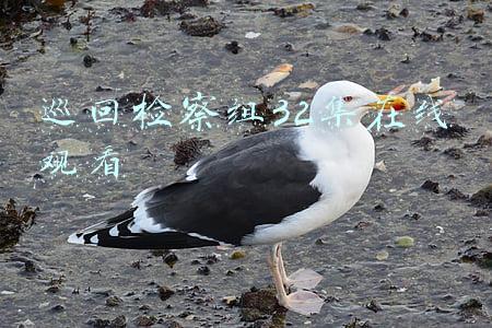 巡回检察组32集在线观看