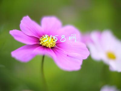 3158网怎么样(“3158招商加盟网”擅用商标做虚假宣传“呷哺呷哺”起诉索赔80万)