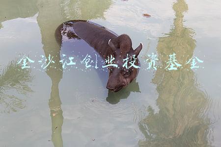 金沙江创业投资基金