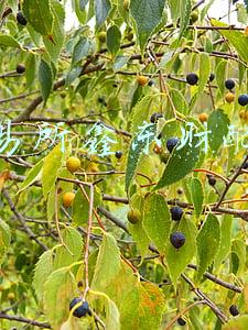 广东期货鑫东财配资(可转债突然爆红，到底贵不贵？)