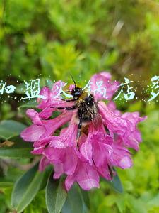 加盟火锅多少钱总部:加盟火锅多少钱