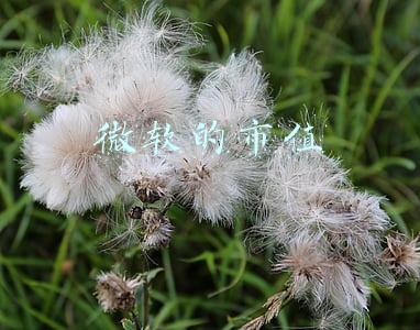 微软的市值可以买几个国家(美股又嗨了 纳指再创新高！收购TikTok 微软市值一夜暴涨6000亿)