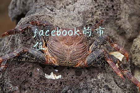 facebook的市值