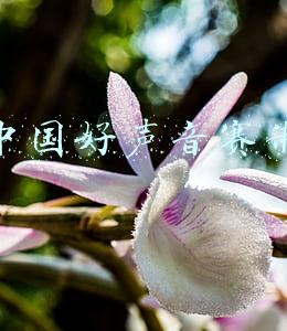 中国好声音赛制