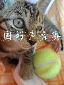 中国好声音赛制