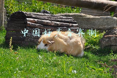 中国好声音赛制