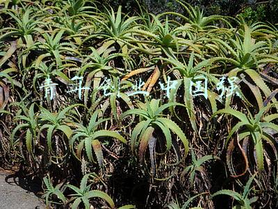 青年创业中国强 李川(北大毕业，创业10年，融资上亿，他却被父母说“没出息”)