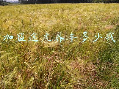 加盟途虎养车多少钱