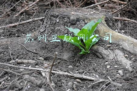 苏州互联网公司