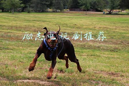 励志电视剧推荐几部(「电影推荐」10部电量十足的励志大片)