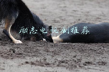 国产励志电视剧推荐(国产动画电影杀出黑马：这热血沸腾的广式励志我给满分)