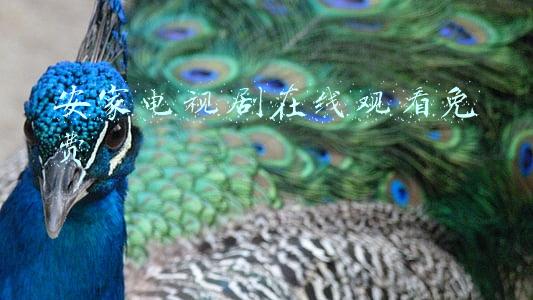 安家电视剧在线观看免费版(安家房似锦和徐文昌结局在一起了吗 安家电视剧在线观看)