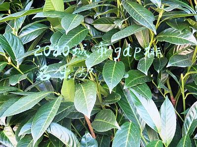 2020城市gdp排名出炉
